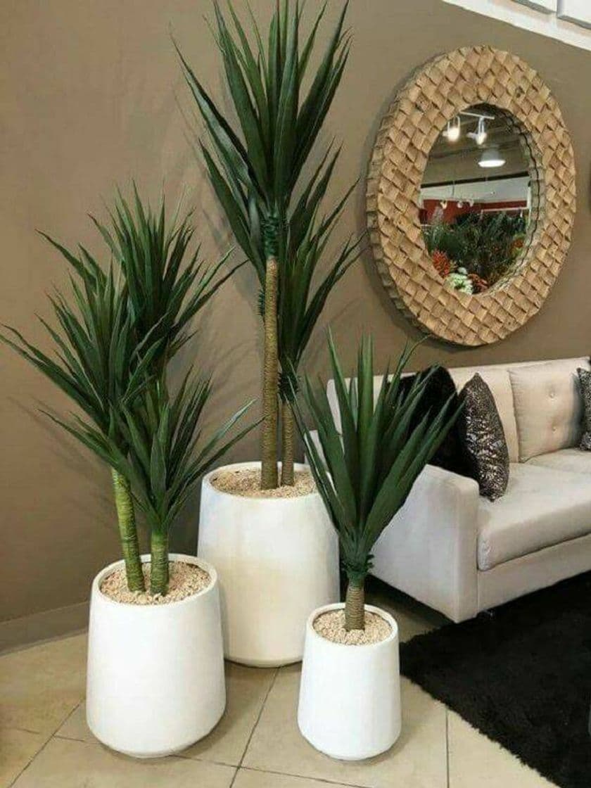 Moda Planta para decorar casa