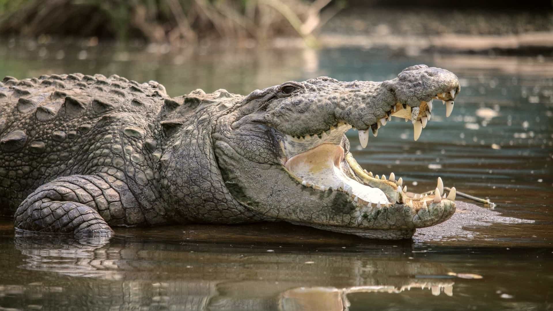 Moda Crocodilos 