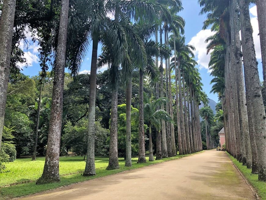 Lugar Jardim Botânico