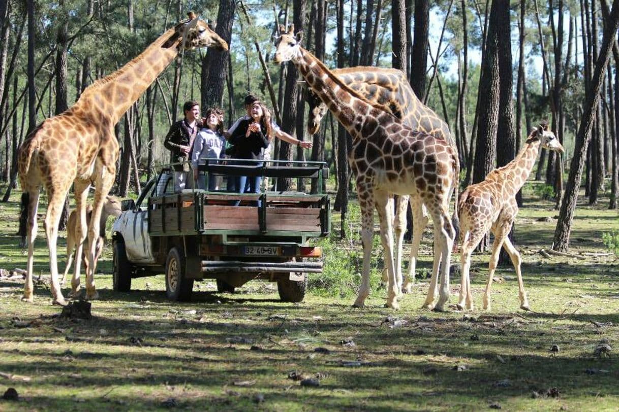 Place Badoca Safari Park