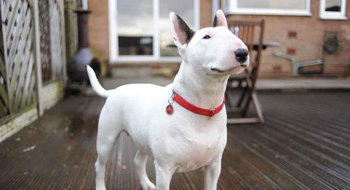 Moda Bull Terrier