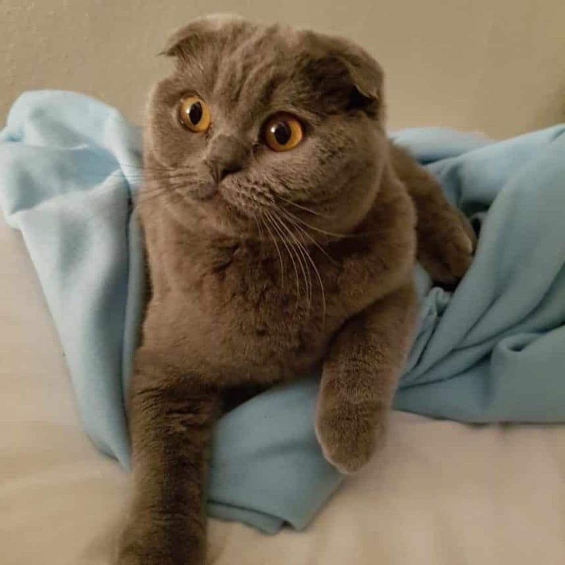 Moda Scottish Fold