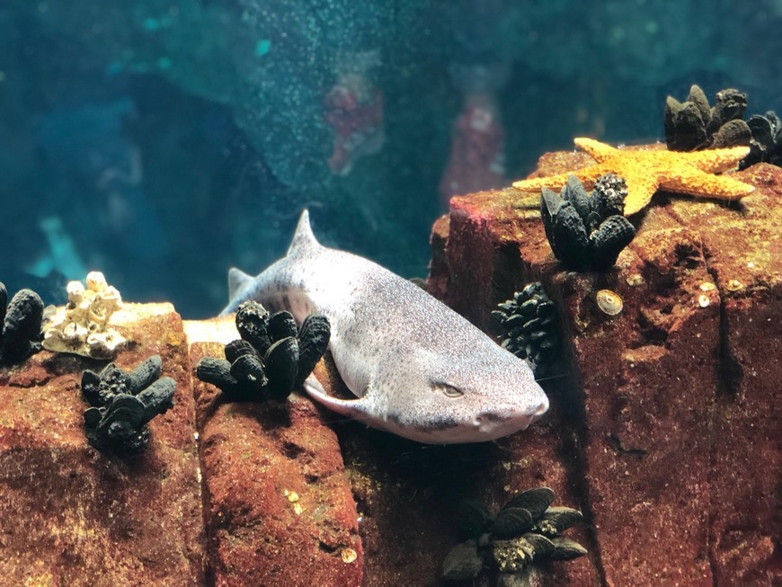 Place Oceanario de Lisboa