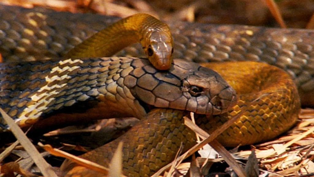 Fashion World's Deadliest: King Cobra