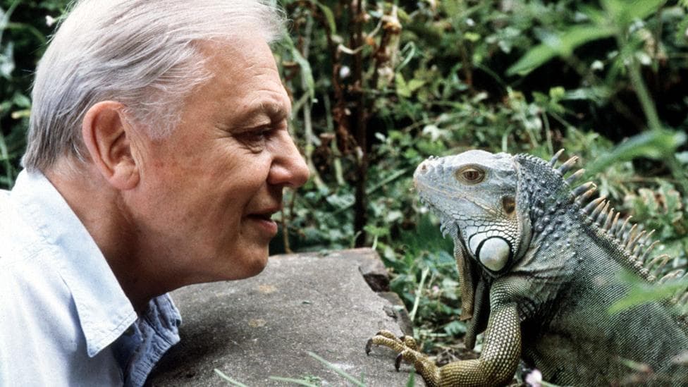 Fashion Top 10 David Attenborough Moments - YouTube