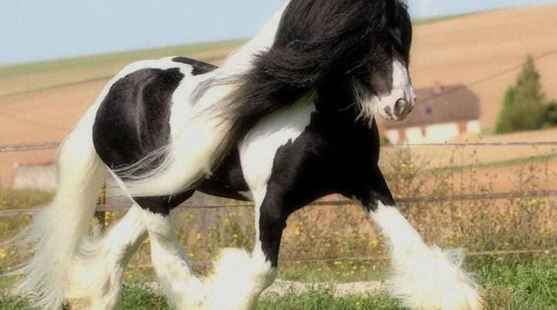 Fashion Cob, looks like a Belgium and a Frisian