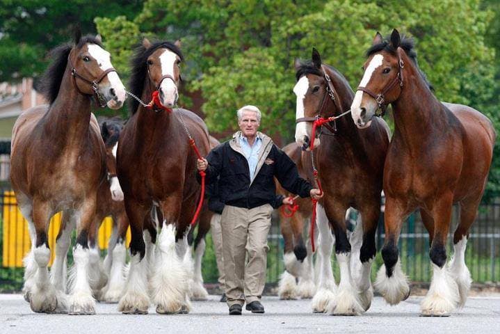 Fashion Clydesdale, the biggest breed of horses in the world