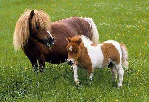 Fashion FalaBella, the younger brother of the shetlands 