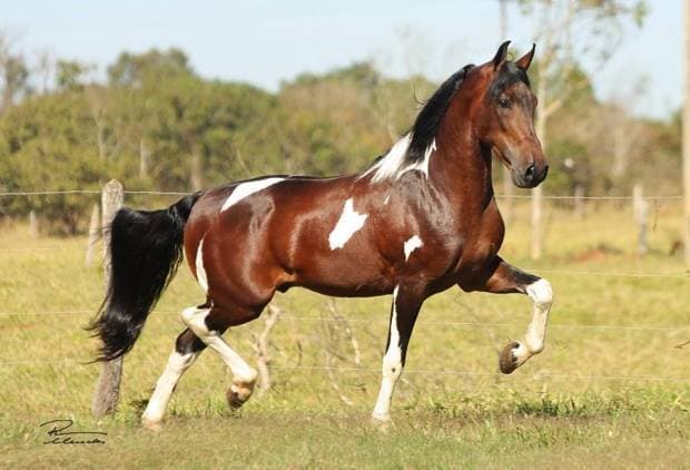 Fashion Mangalarga Marchador, from Brasil