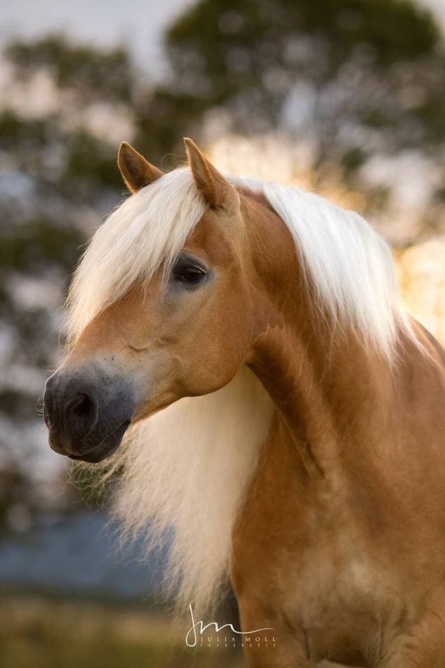 Fashion Haflinger, this small caramels from Austria 