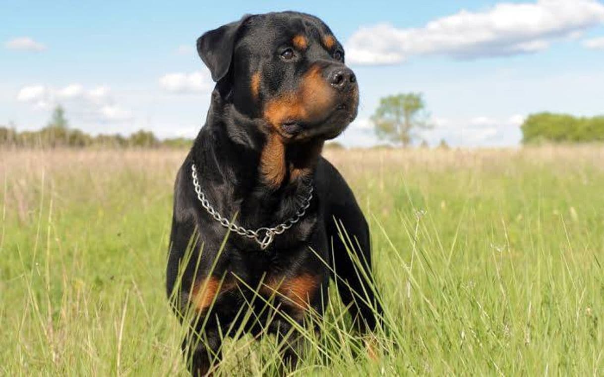 Moda Rottweiler