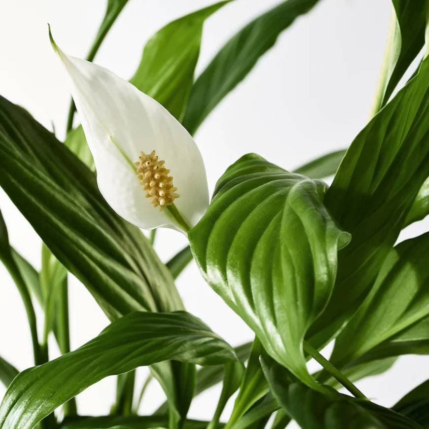 Product Spathiphyllum