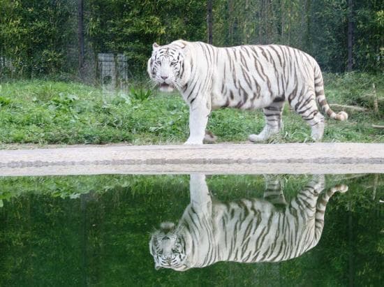 Lugar Zoo da Maia