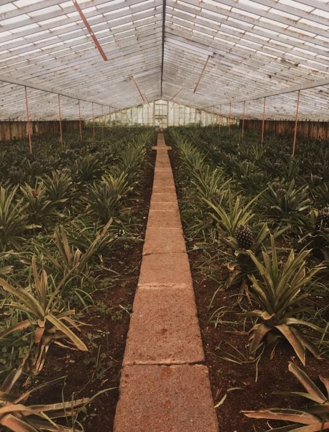 Lugar Plantação de Ananás dos Açores