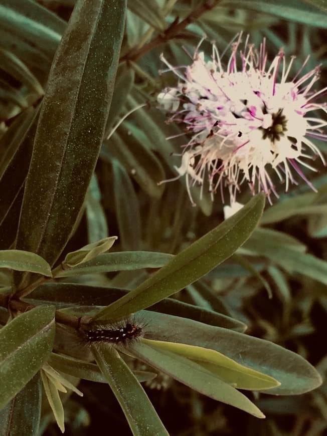 Canción Flowers