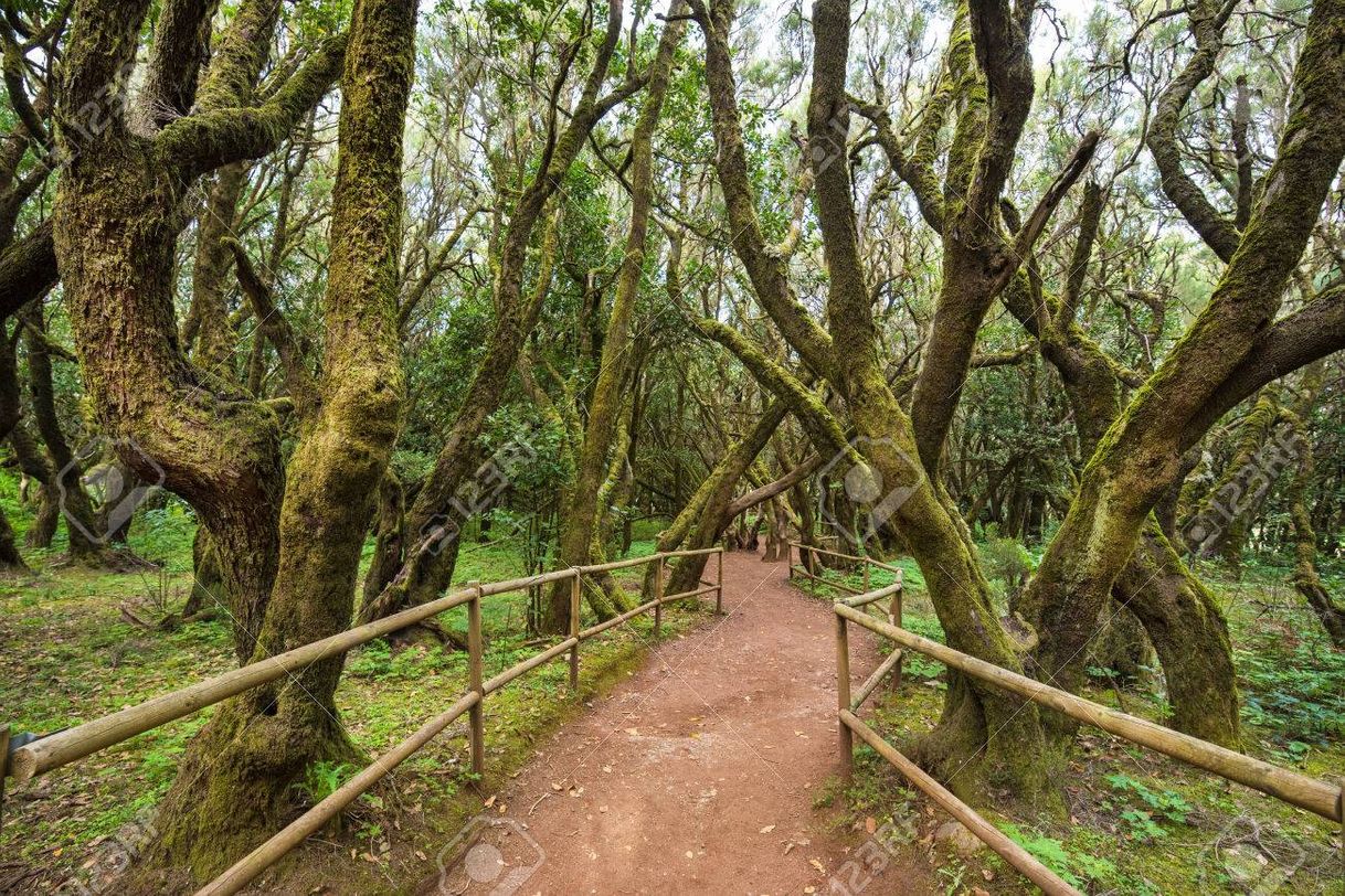 Place Parque Nacional de Garajonay