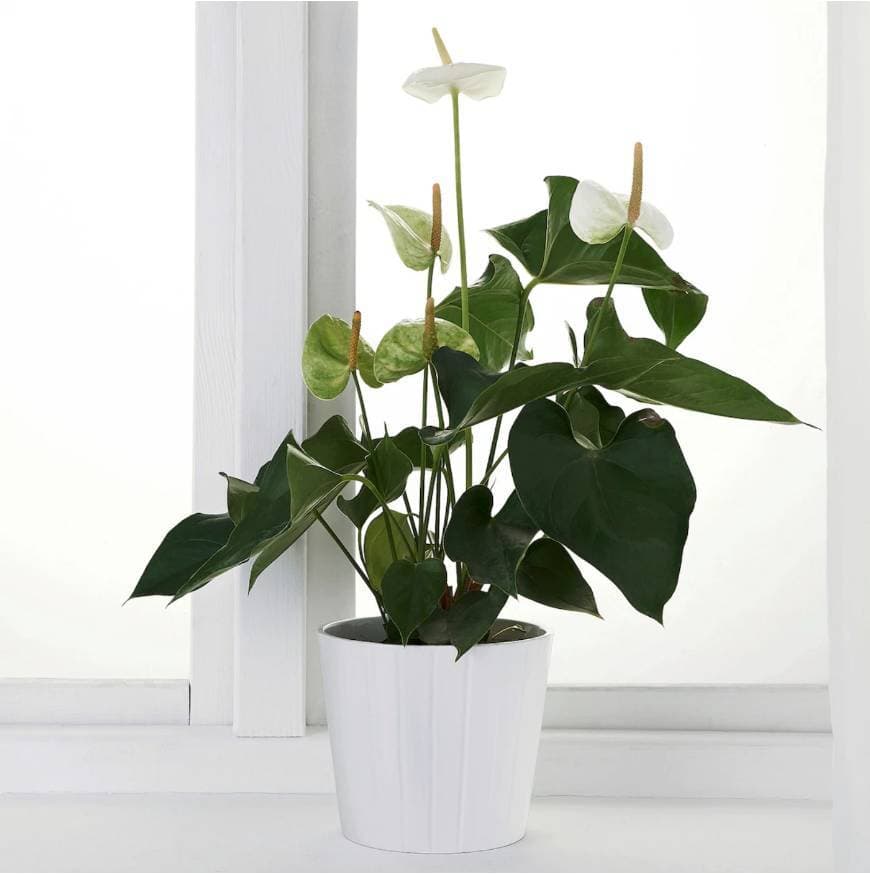 Moda Planta Anthurium 