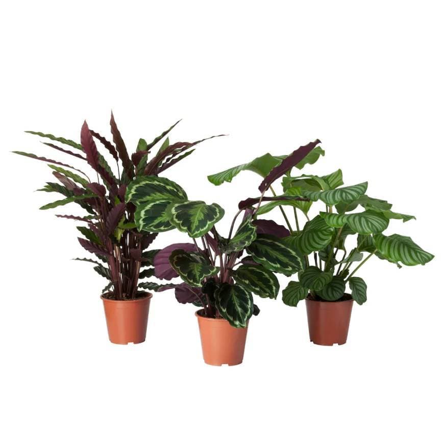 Moda Planta Calathea 