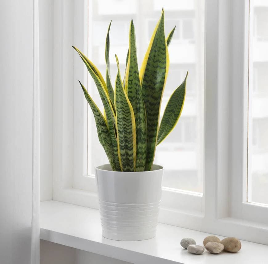 Moda SANSEVIERIA TRIFASCIATA