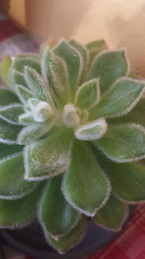 Producto Suculenta Echeveria