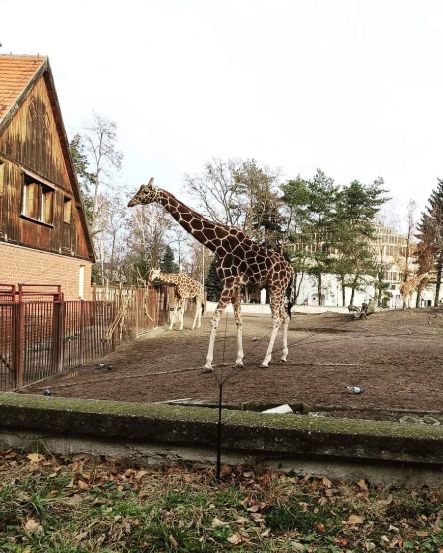 Place Afrykarium (oceanarium w ZOO Wrocław)