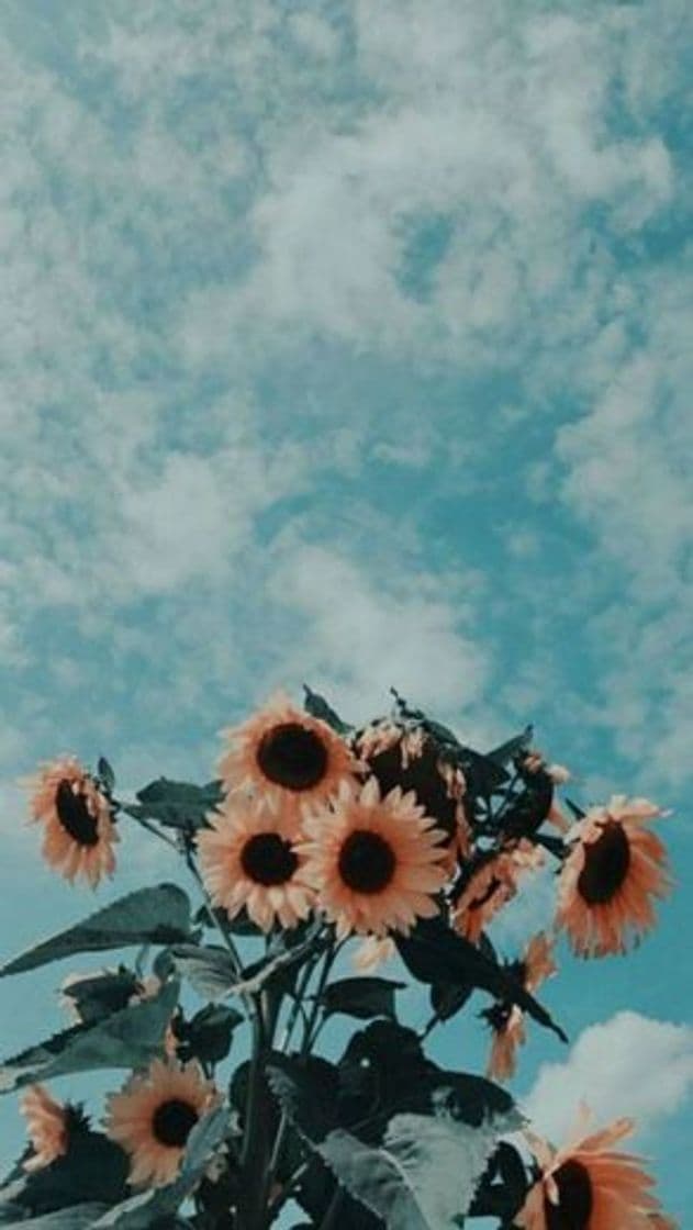 Fashion Fondo aesthetic (girasoles)🌻