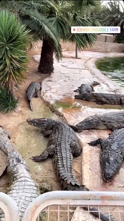 Lugar Djerba Crocodile Farm