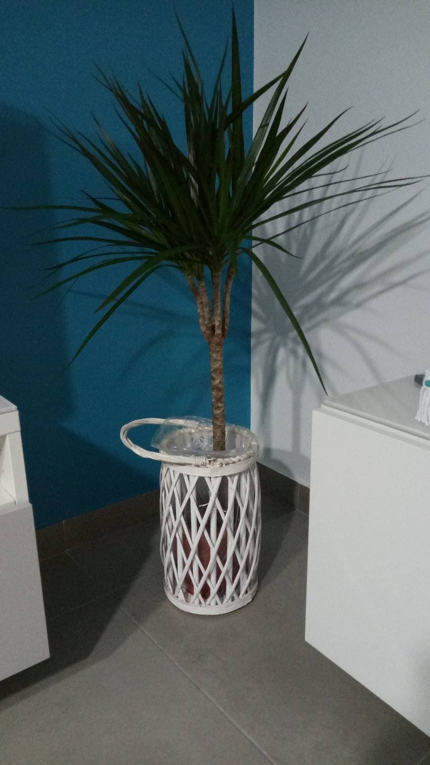 Producto Dracaena Marginata - Maceta 11cm. - Altura aprox. 40cm. - Planta viva