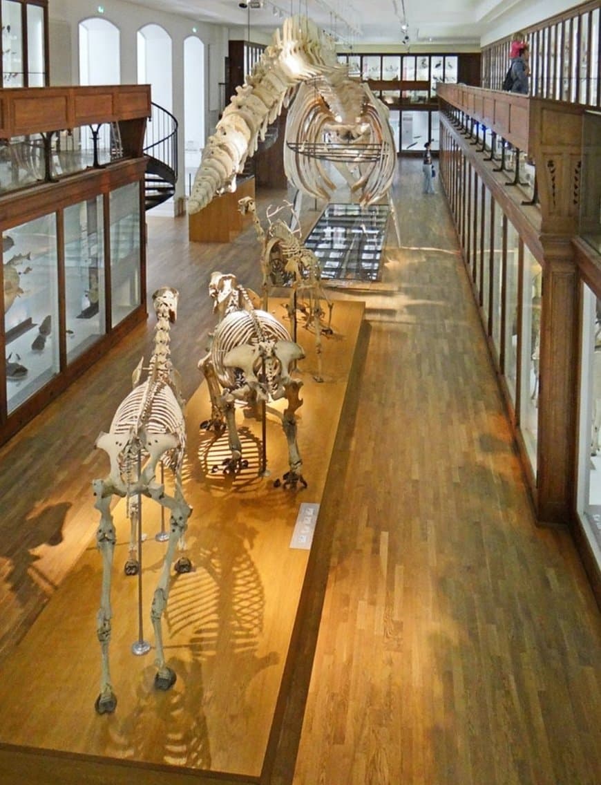 Place Muséum d'Histoire Naturelle