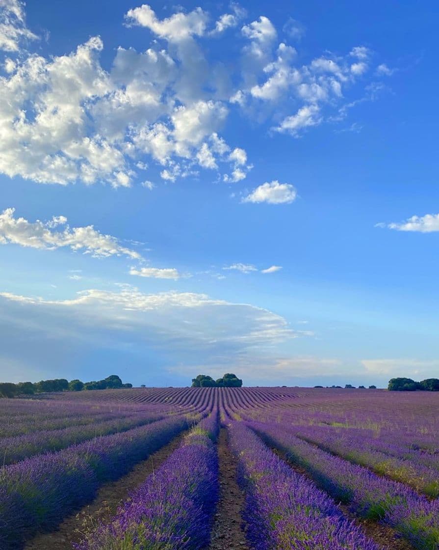 Lugar Campos De Lavanda