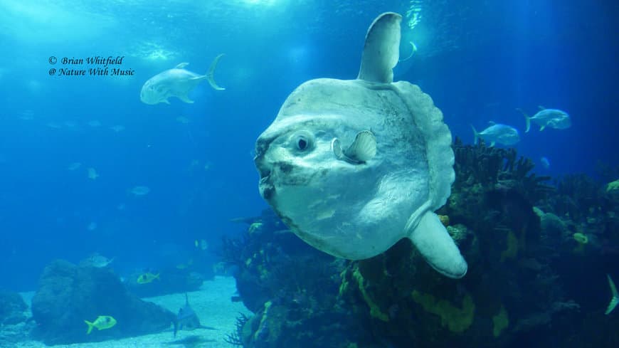 Place Oceanario de Lisboa