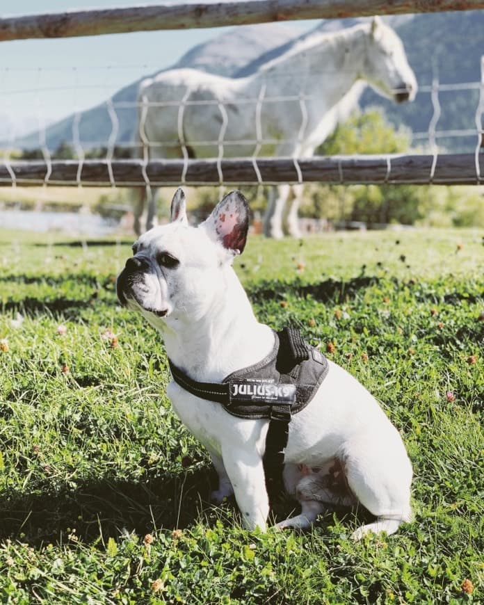 Fashion White and white 🐩🐎