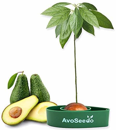 Producto AvoSeedo Kit Jardineria para Aguacate