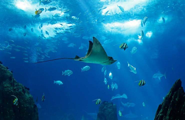 Place Oceanário de Lisboa