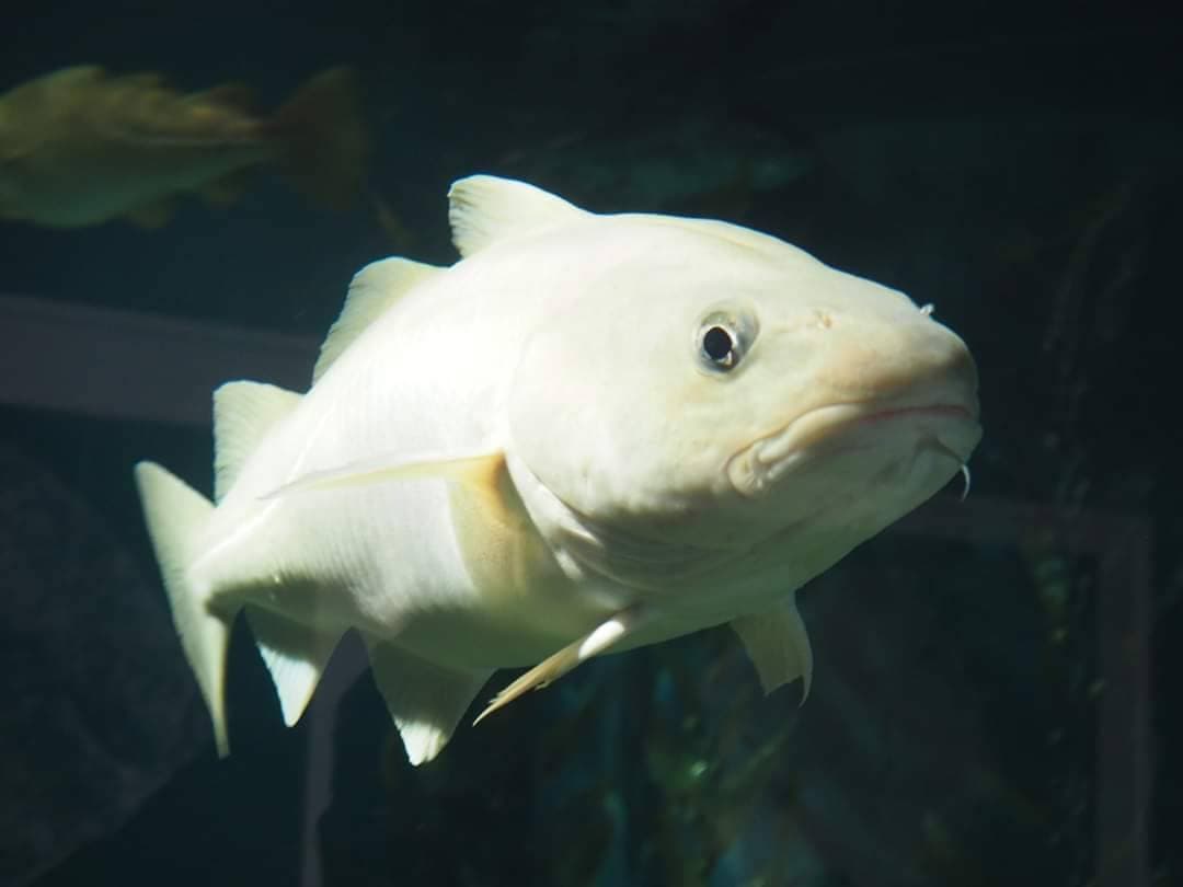 Lugar Museu Marítimo de Ílhavo e Aquário dos Bacalhaus