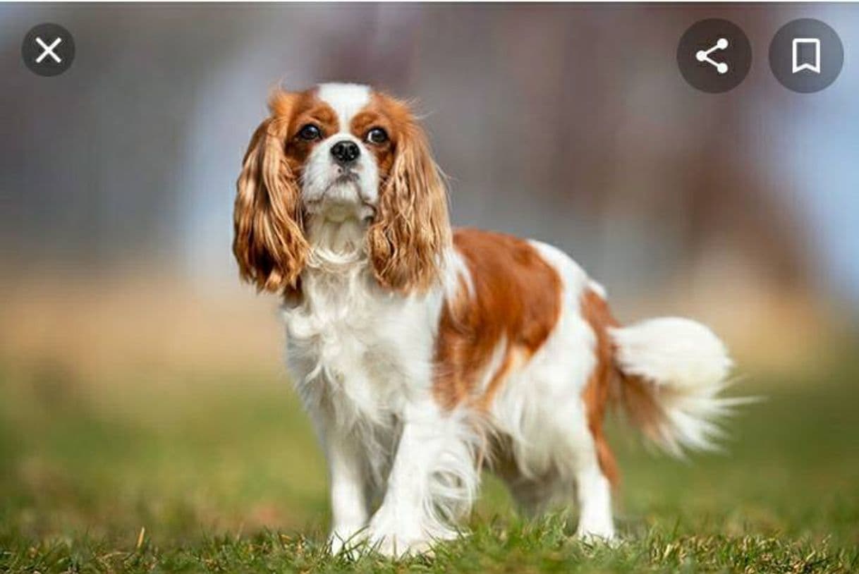 Moda Raça  Cavalier king charles spaniel