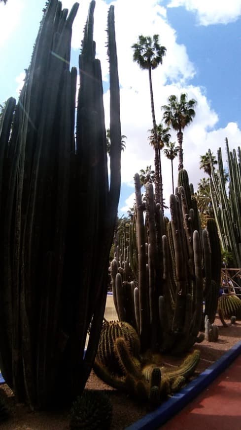 Place Jardín Majorelle