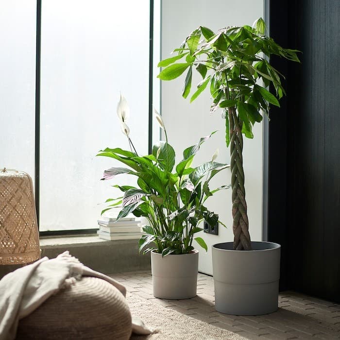 Product Vaso para plantas interiores