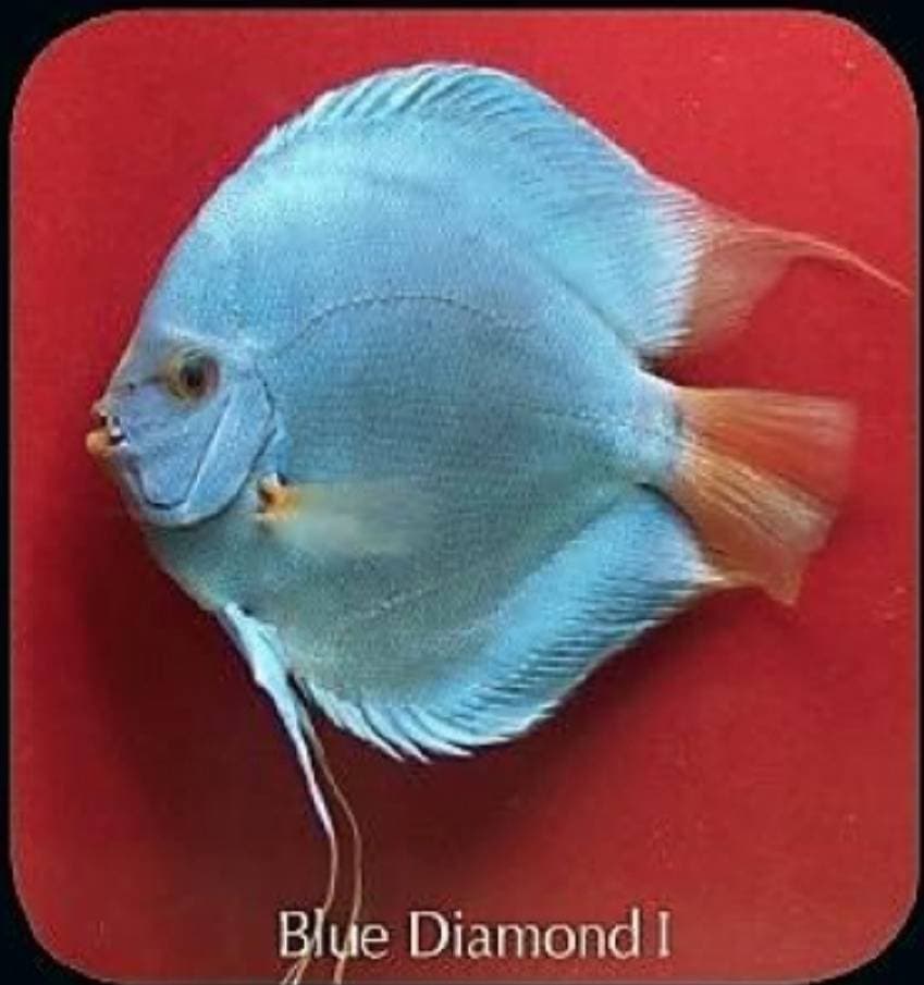 Product Blue Diamond I