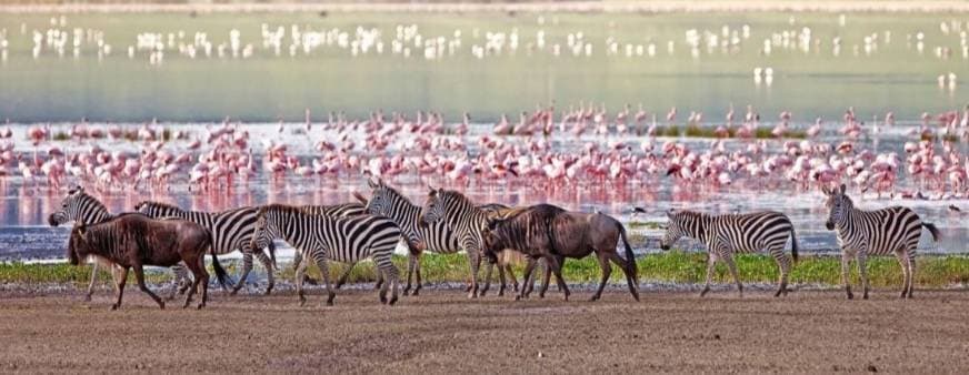 Place Lago Manyara 🇹🇿