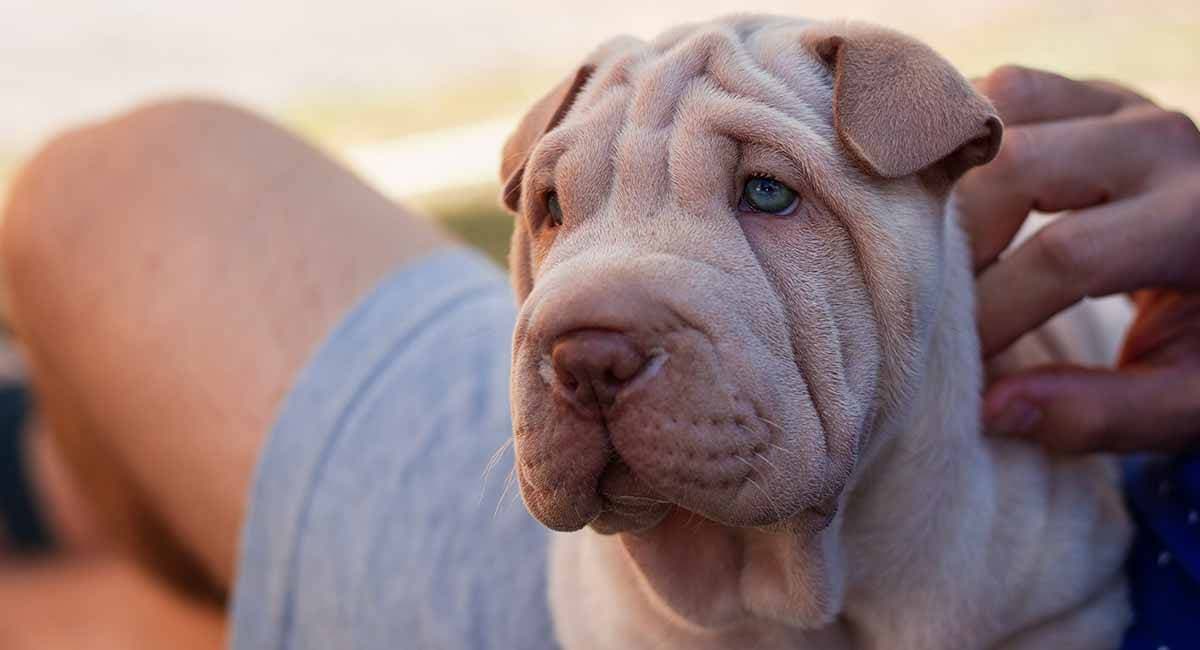 Moda Shar-pei