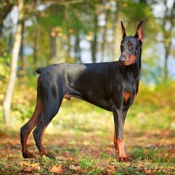 Moda Dobermann