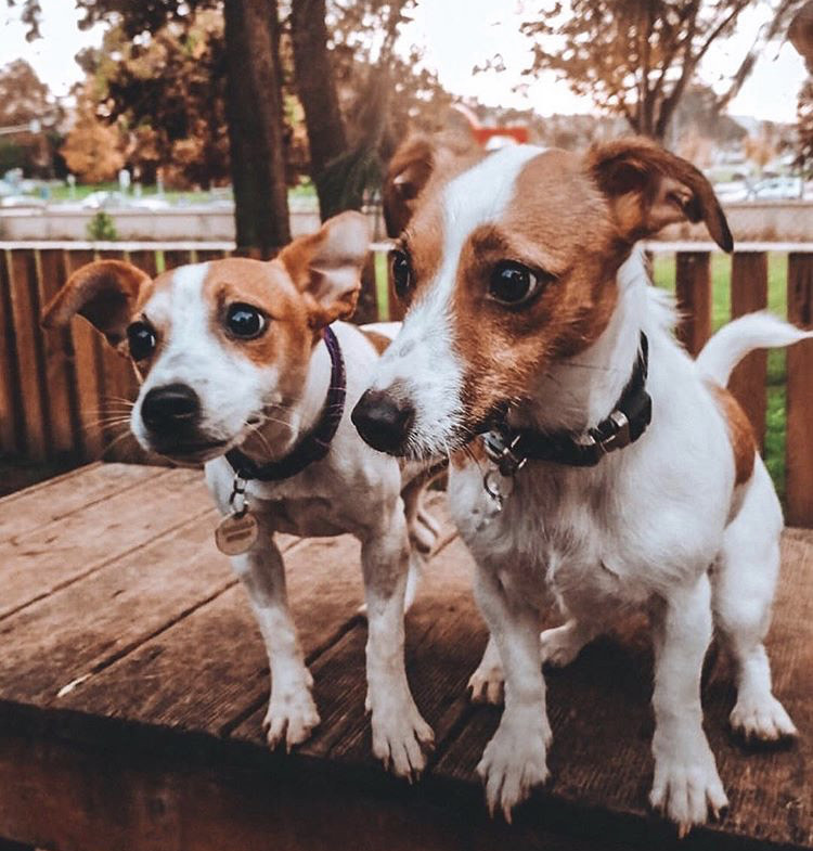 Place Parque Canino