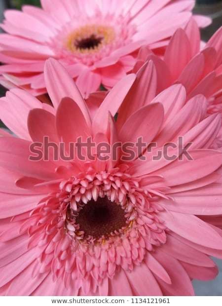 Fashion Flores Naturais Images, Stock Photos & Vectors | Shutterstock