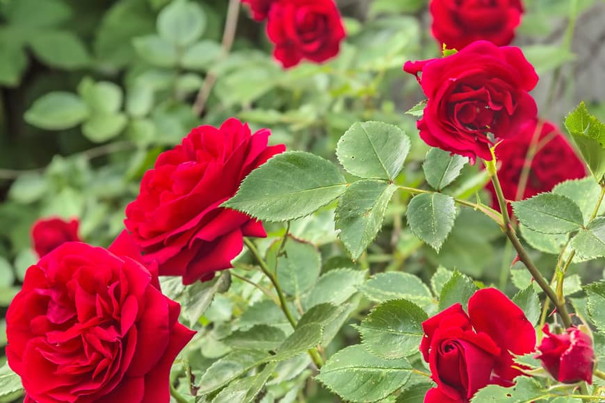 Moda Tipos de rosas