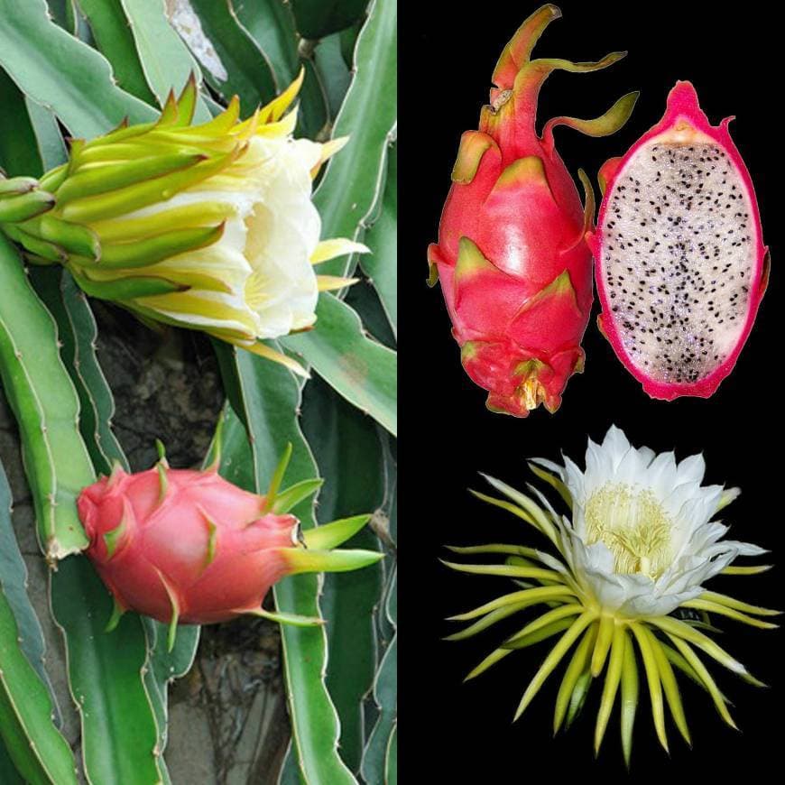 Product ❀ 50+ Semillas ❀ Pitahaya ❀ Hylocereus undatus ❀ Ecológicas 