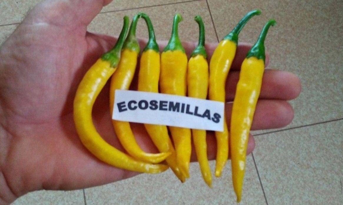 Product Pimiento ají amarillo picante ±10cm guindilla AJI 60 semilla