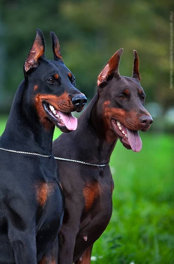 Fashion Doberman