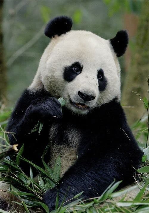 Fashion Panda 