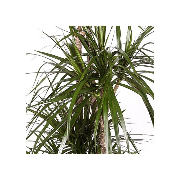 Producto Dracaena Marginata - Maceta 17cm. - Altura aprox. 80cm - 2 Troncos